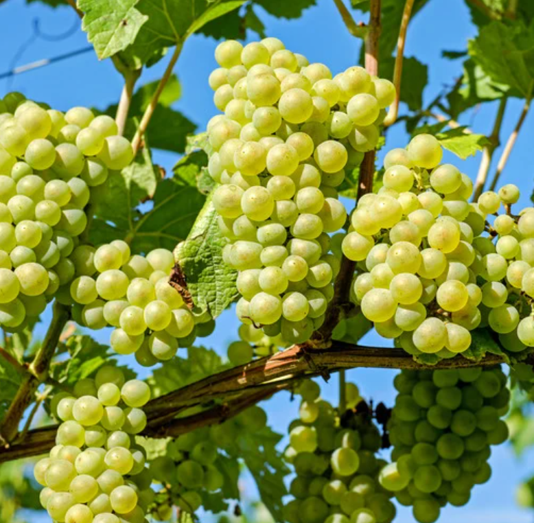 Natural Green Grape flavor