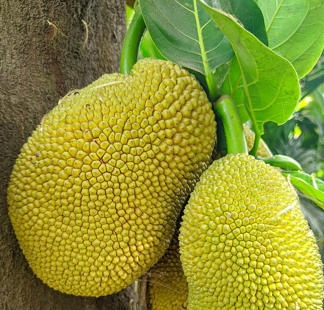 Natural Jackfruit flavor