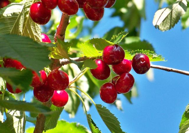 Natürlicher Kirschmagenta-Geschmack