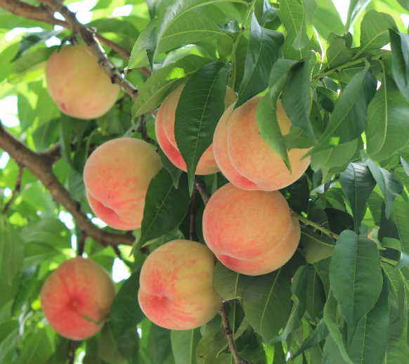 Natural Mango Peach flavor