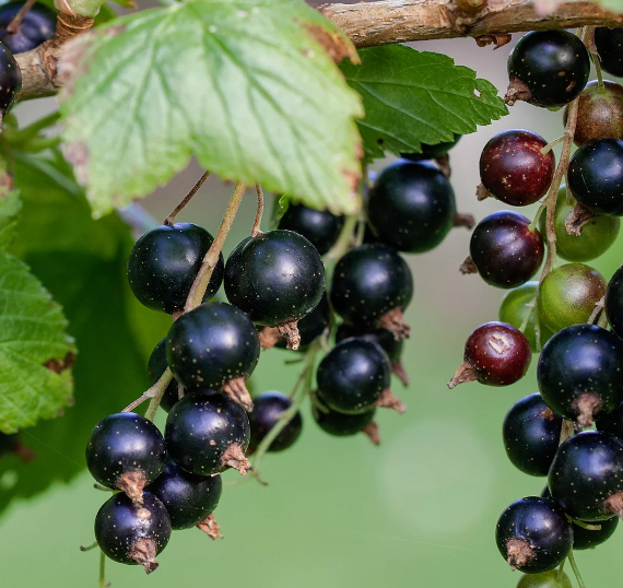 Natural Black Currant flavor