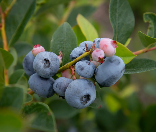 Natürlicher Wildbeeren-Shake-Geschmack