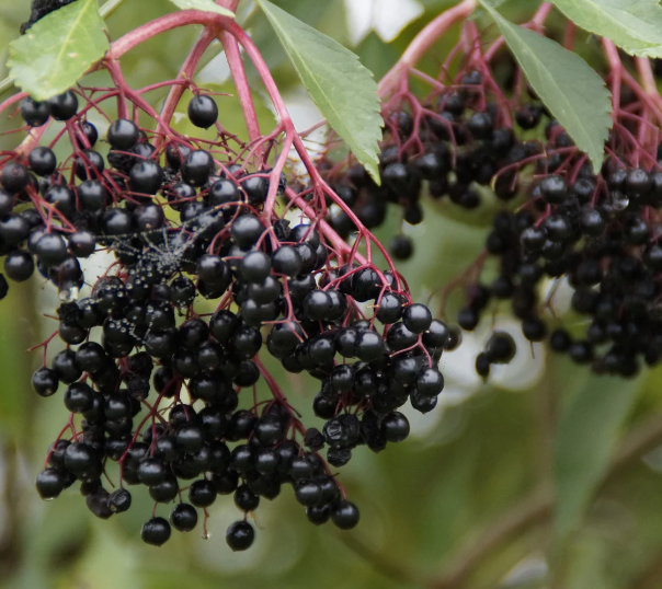 Natürliches Zitrus-Holunderbeer-Aroma