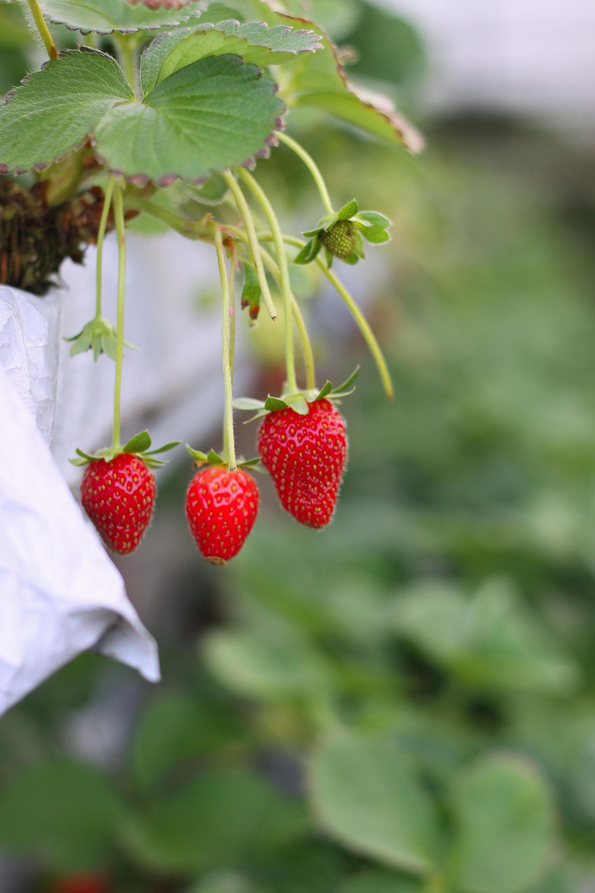 A bunch of strawberries hanging from a plant.