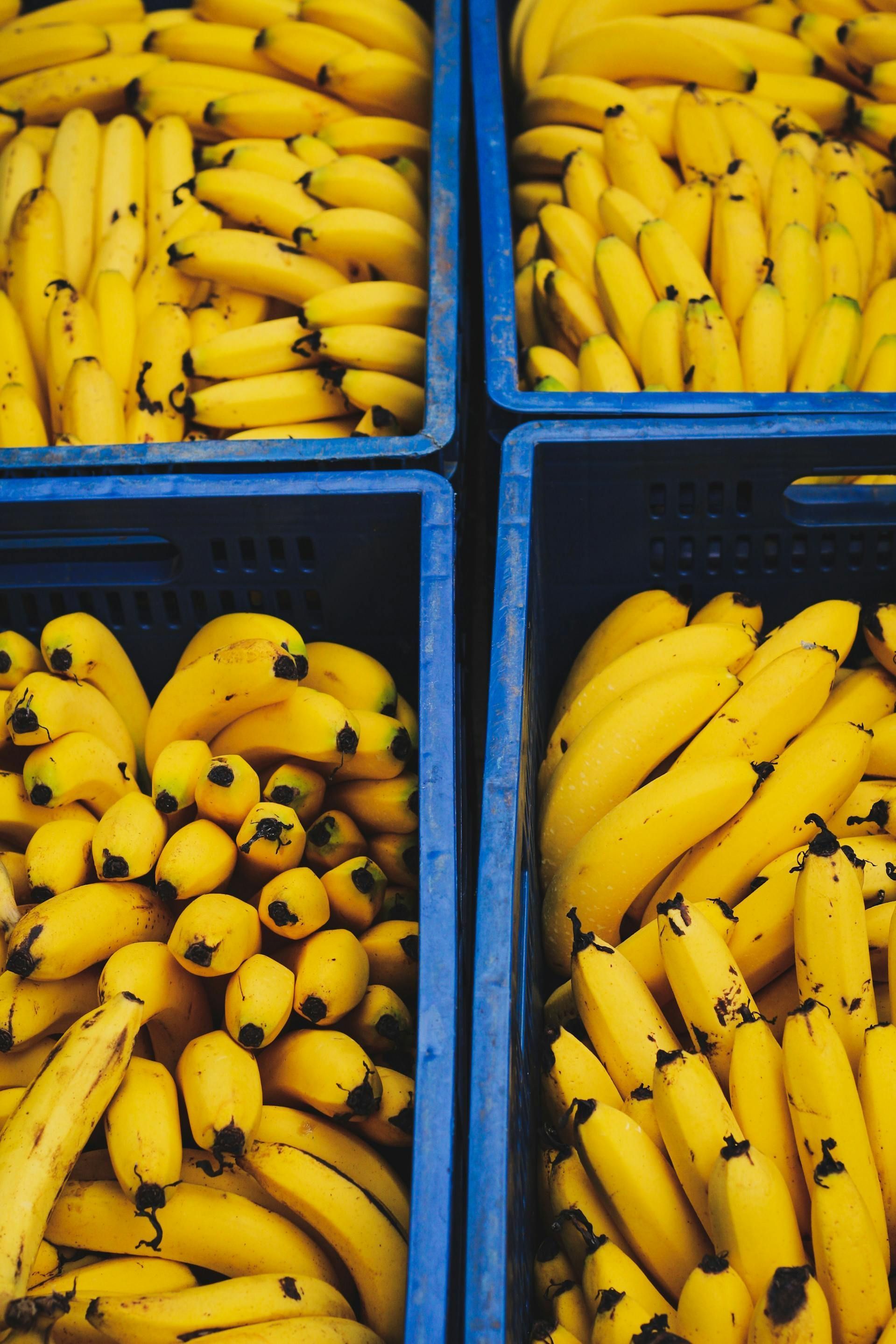 Four blue crates filled with yellow bananas are sitting next to each other.