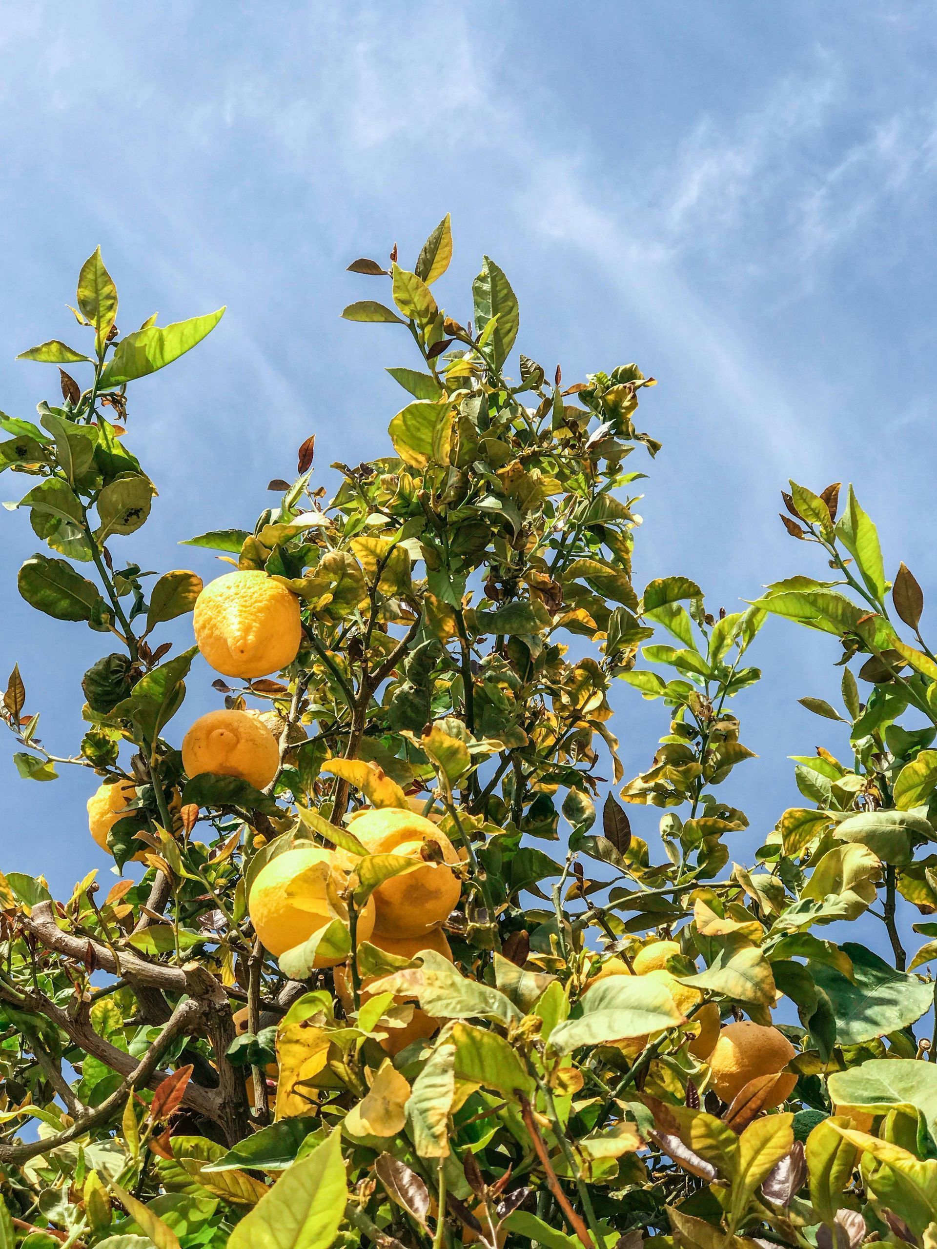 A bunch of lemons hanging from a tree with a blue sky in the background