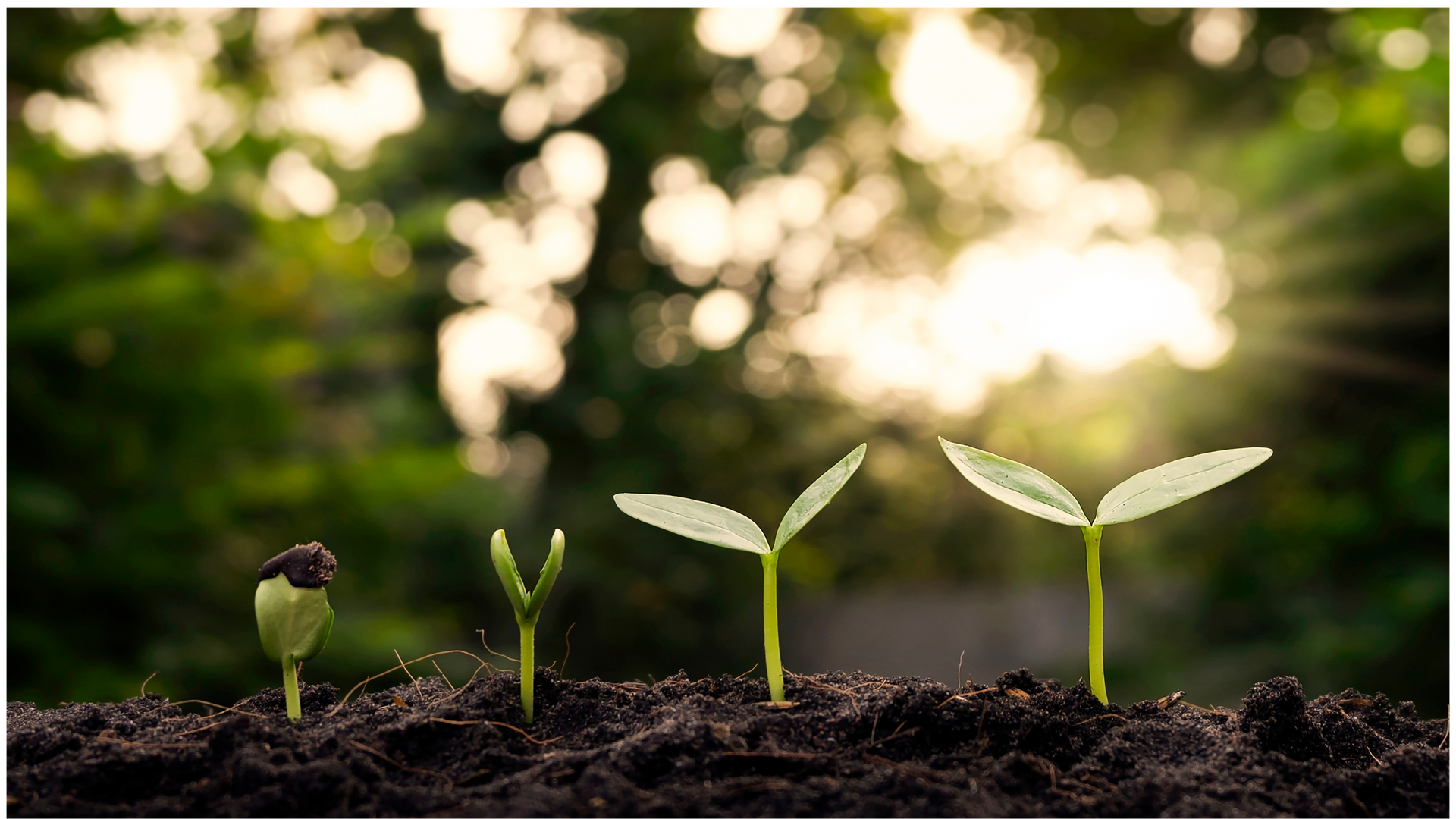 Dutch Essentials duurzaam