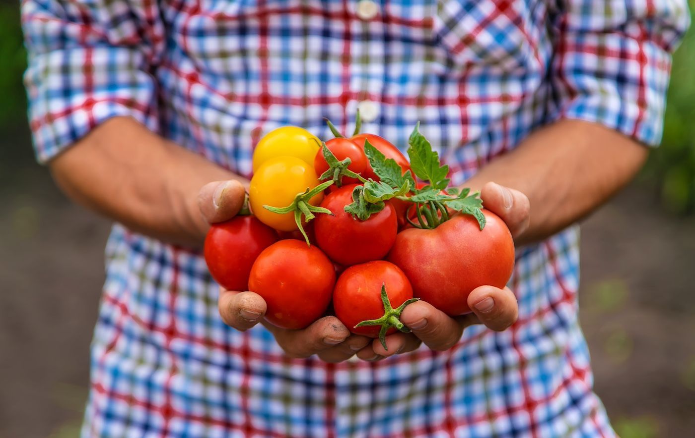 Tomatoes Come in Types Like Cherry and Beefsteak, With a Sweet and Acidic Taste.