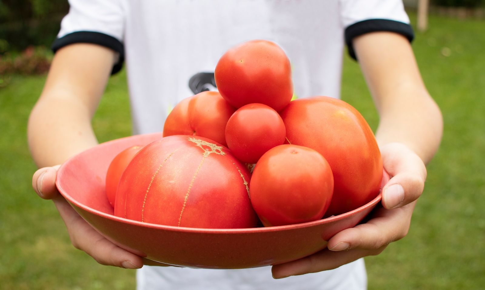 Lycopene, the Red Pigment in Tomatoes, Serves as a Crucial Antioxidant.