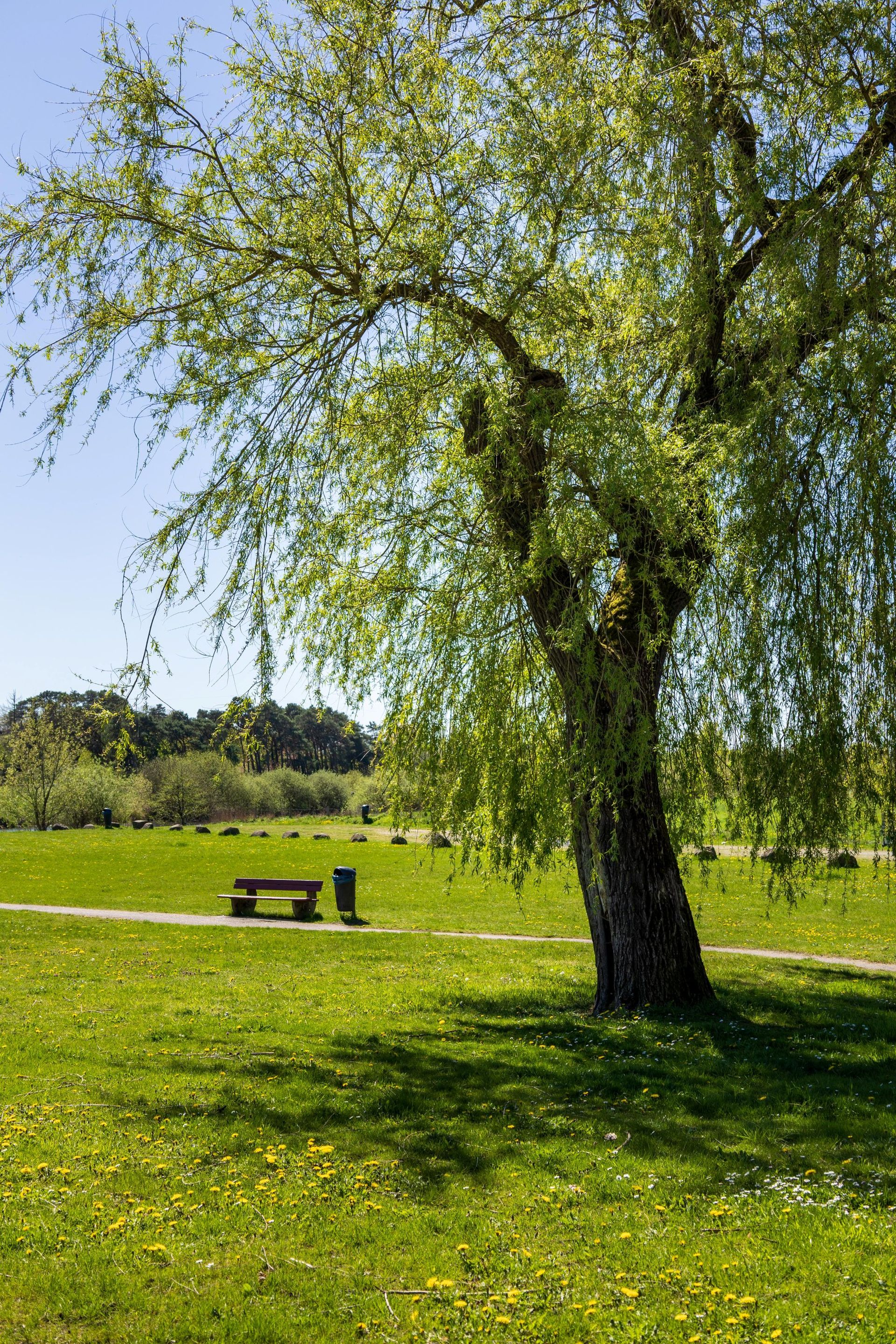 Großer Baum auf einer sonnigen grünen Wiese, im Hintergrund ein Picknicktisch.