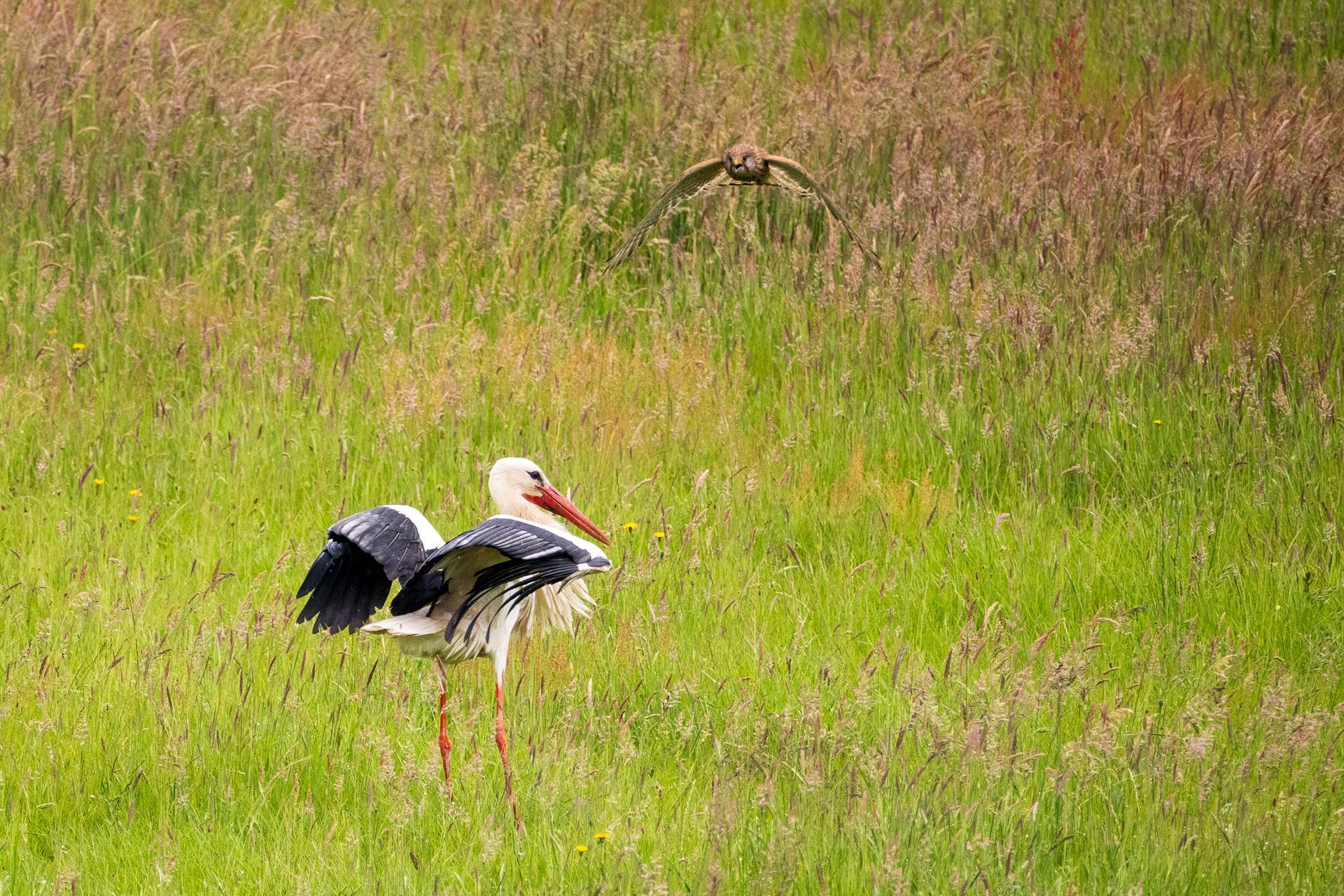 Weißstorch steht mit halb ausgebreiteten Flügeln und rotem Schnabel im grünen Grasland, daneben ein Falke.