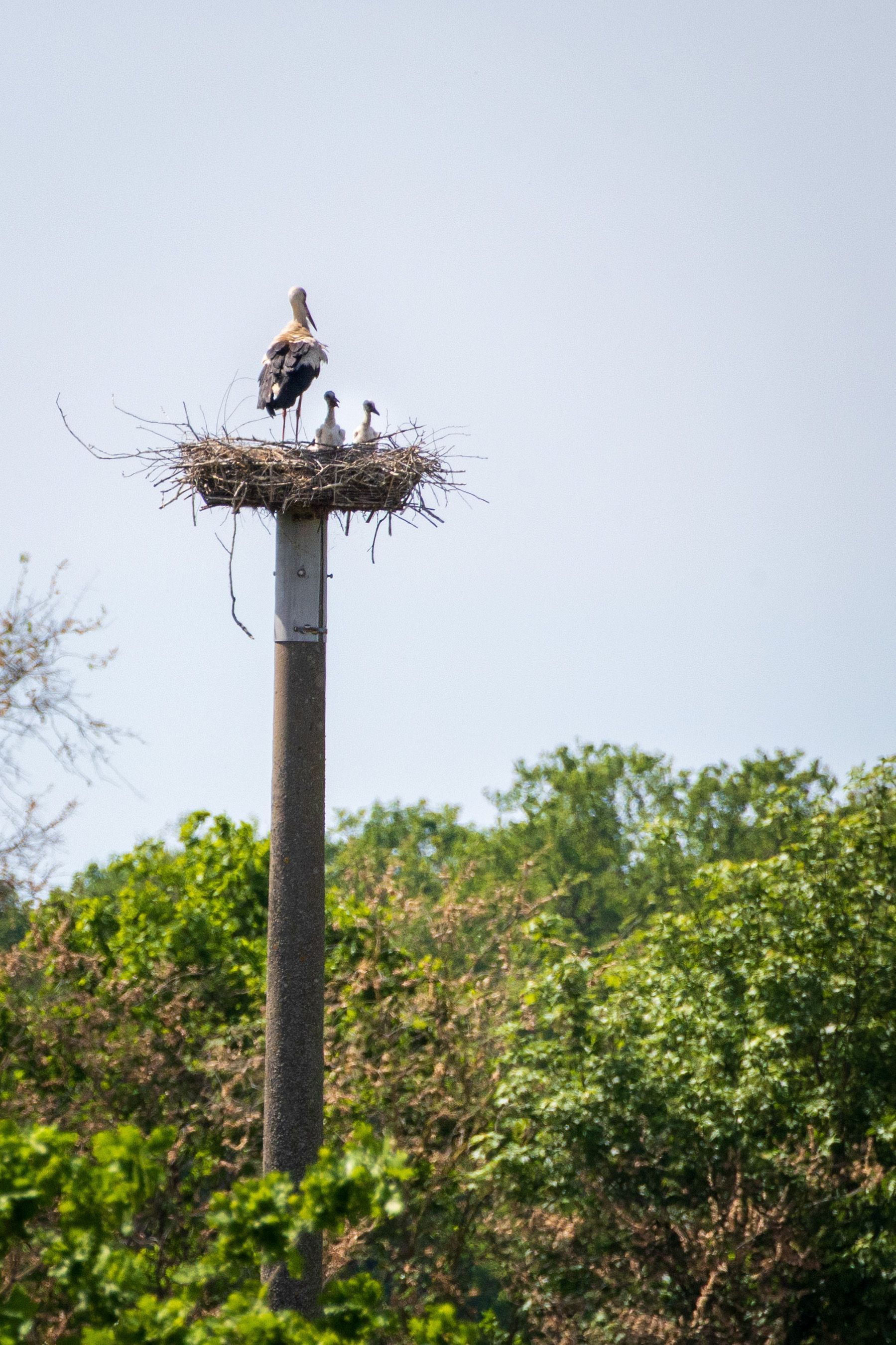 Ein Vogel sitzt auf einer hohen Nestplattform über grünen Bäumen unter einem hellen Himmel