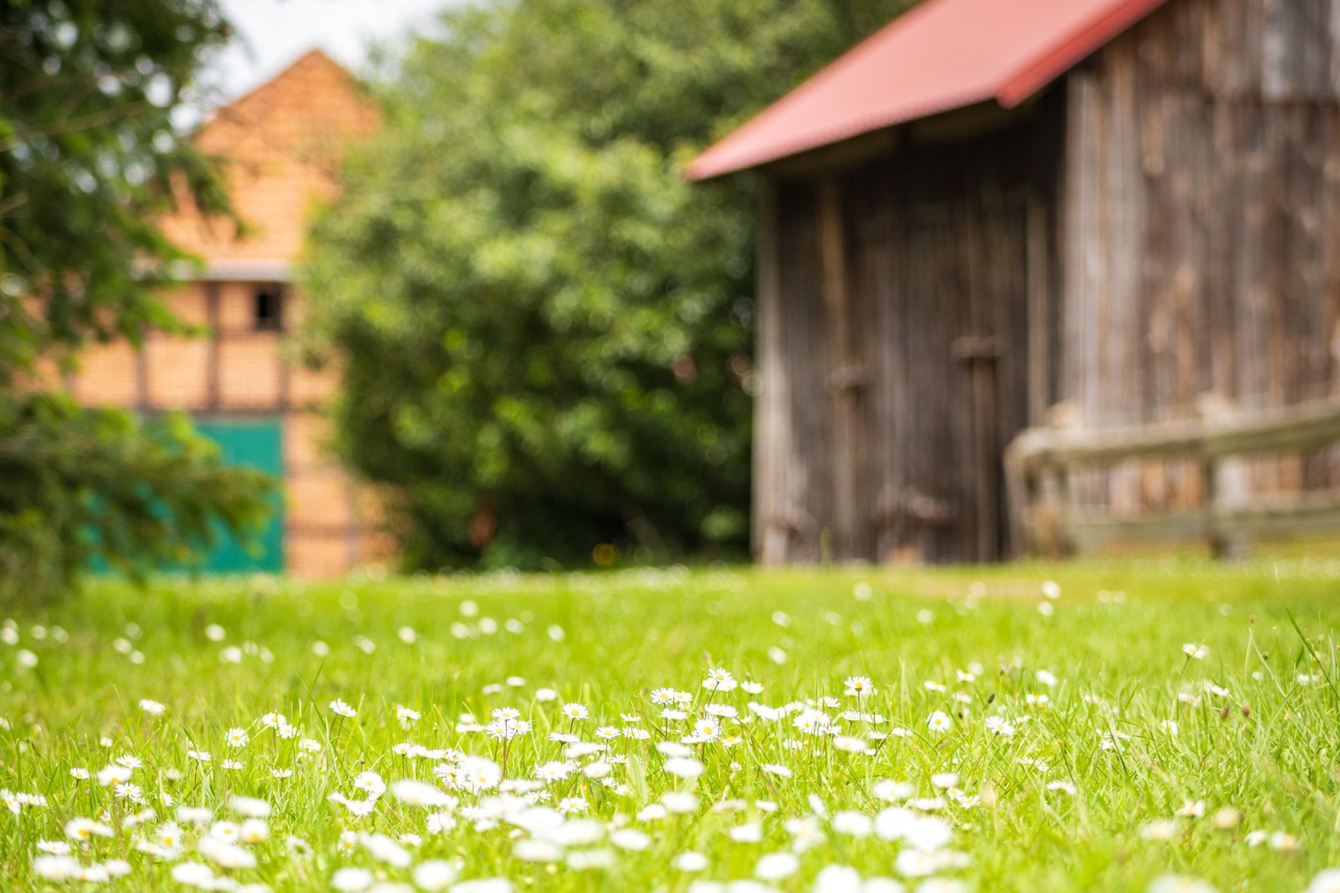 Weiße Blüten im grünen Gras neben einem rustikalen Holzhaus mit rotem Dach, im Hintergrund verschwommene Bäume.