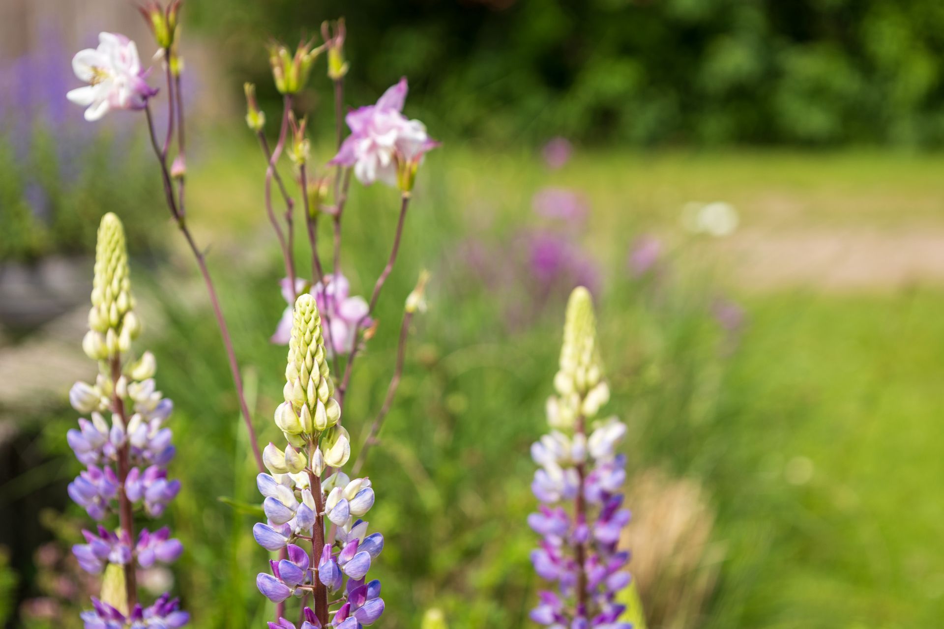 Lila und weiße Lupinen blühen auf einer sonnigen grünen Wiese.