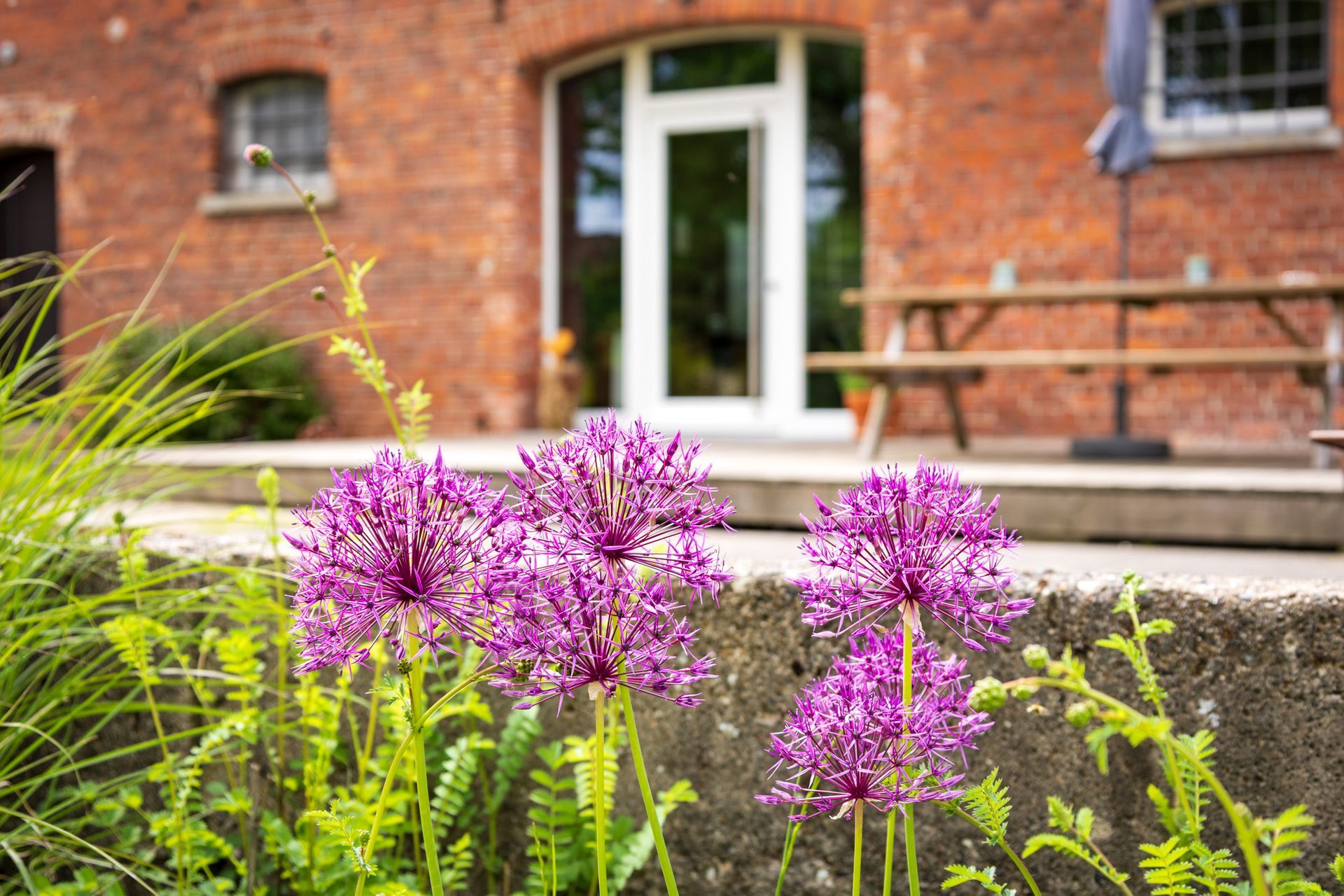 Vor einem Backsteingebäude mit Glastür und -fenster blühen violette Blumen.