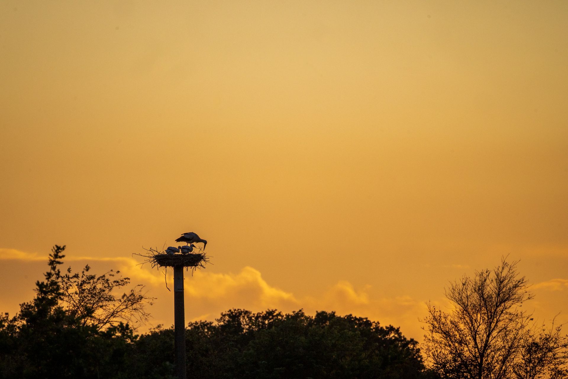 Silhouetten von Bäumen und einem Storchennest vor einem orangefarbenen Sonnenuntergangshimmel