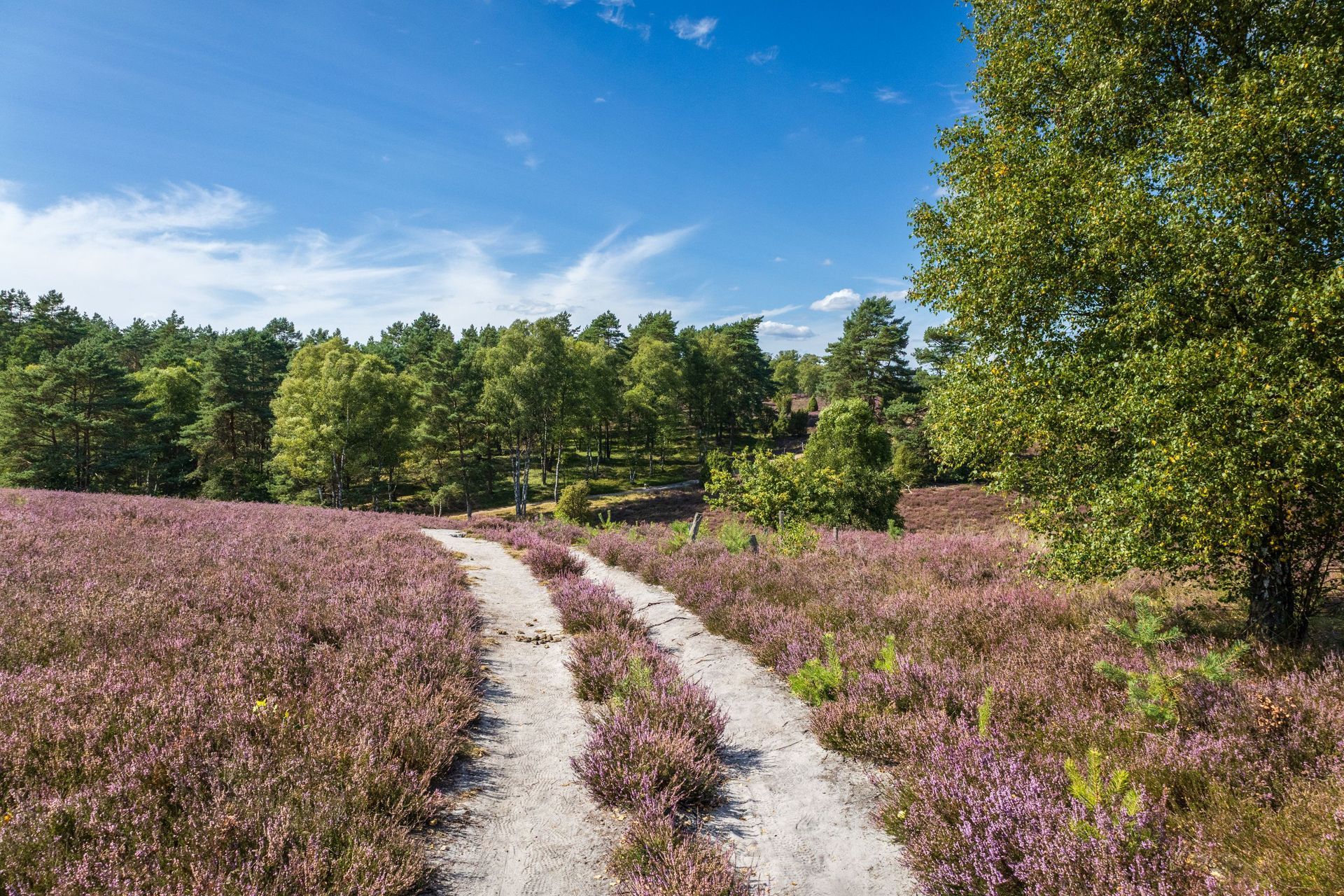 Ein violettes Heidekrautfeld mit vereinzelten grünen Büschen unter blauem Himmel mit flauschigen Wolken.