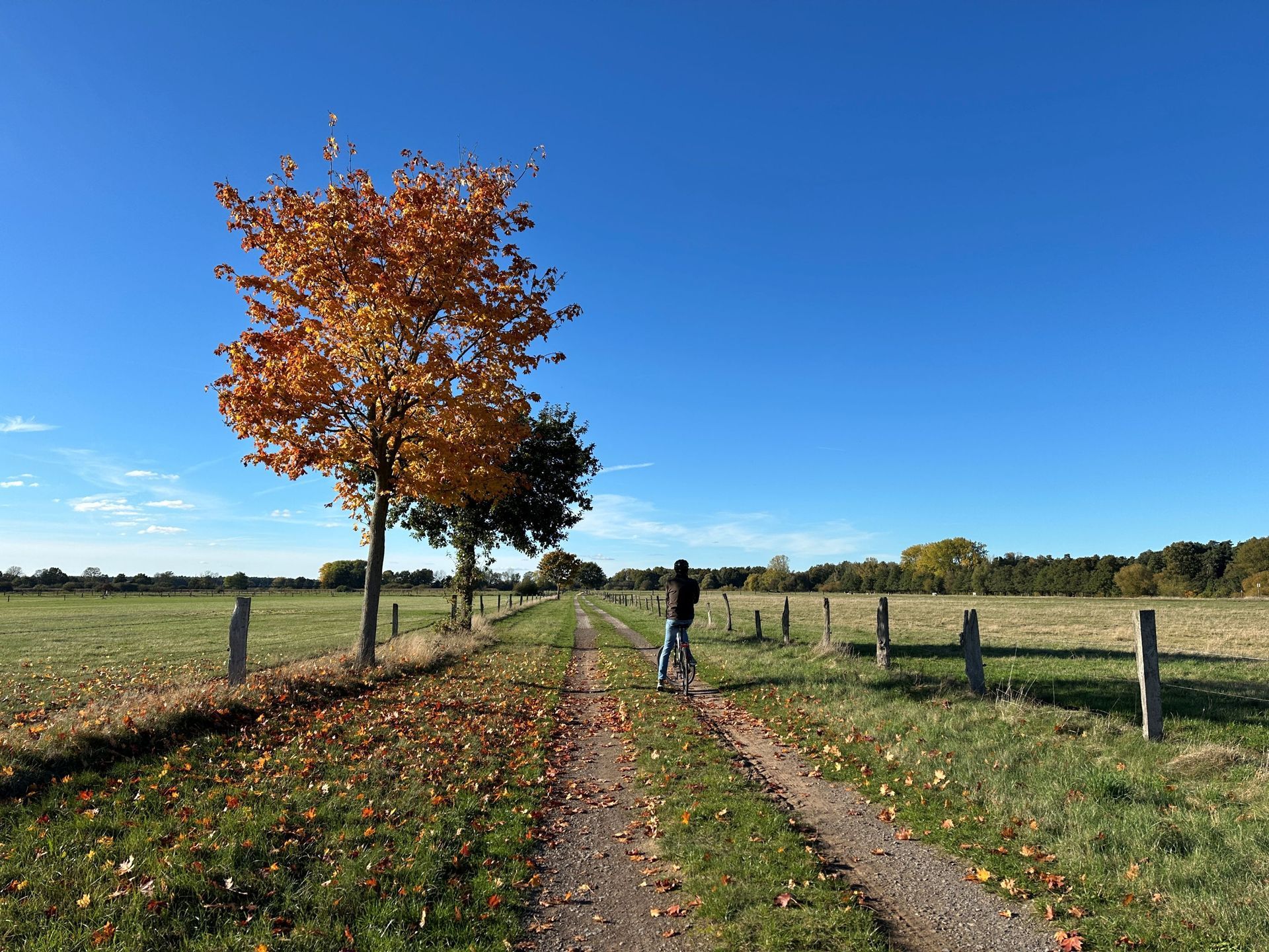 Eine Person mit dem Rad auf einem unbefestigten Pfad zwischen grasbewachsenen Feldern entlang, gesäumt von einem Herbstbaum.
