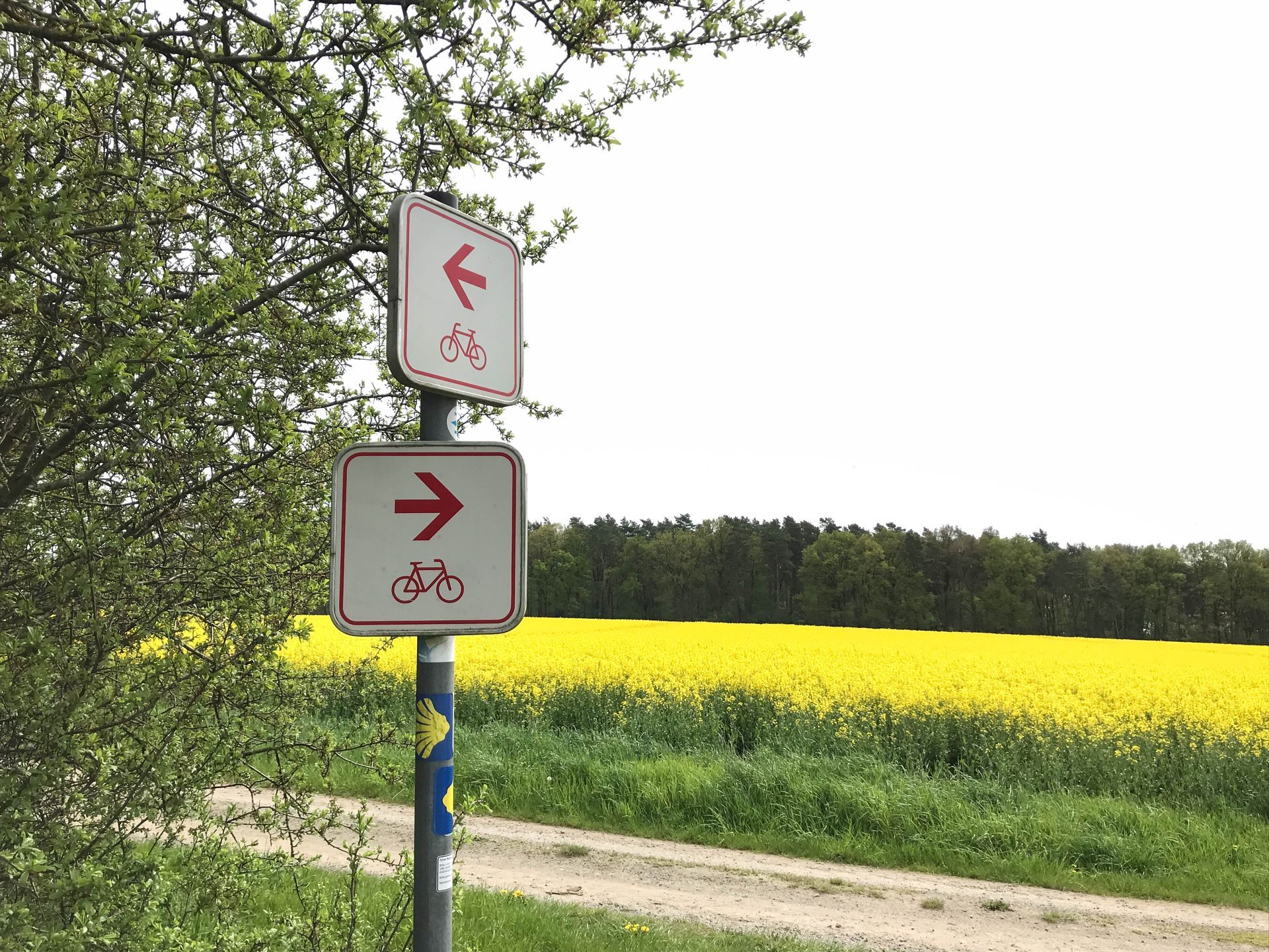 Zwei Fahrradwegweiser, die vor einem leuchtend gelben Blumenfeld in entgegengesetzte Richtungen zeigen.