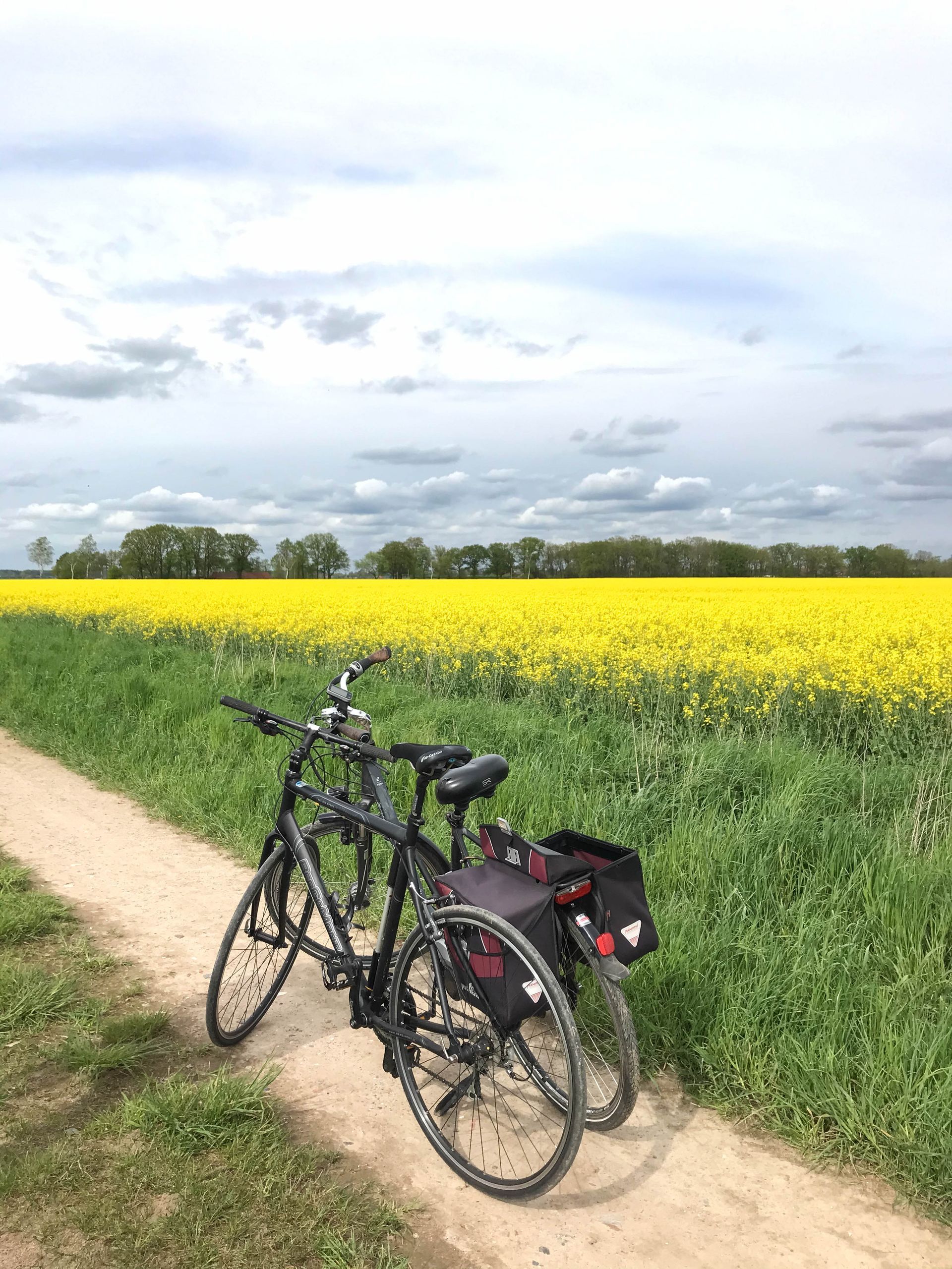 Ein schwarzes Fahrrad mit Satteltaschen stand auf einem Feldweg neben einem weiten Feld mit leuchtend gelben Rapsblüten.