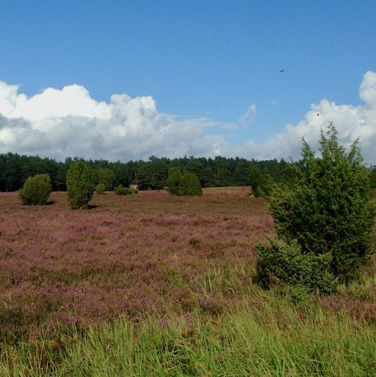 Die weitere Umgebung von Essel lädt zum Bummeln und Entdecken ein.