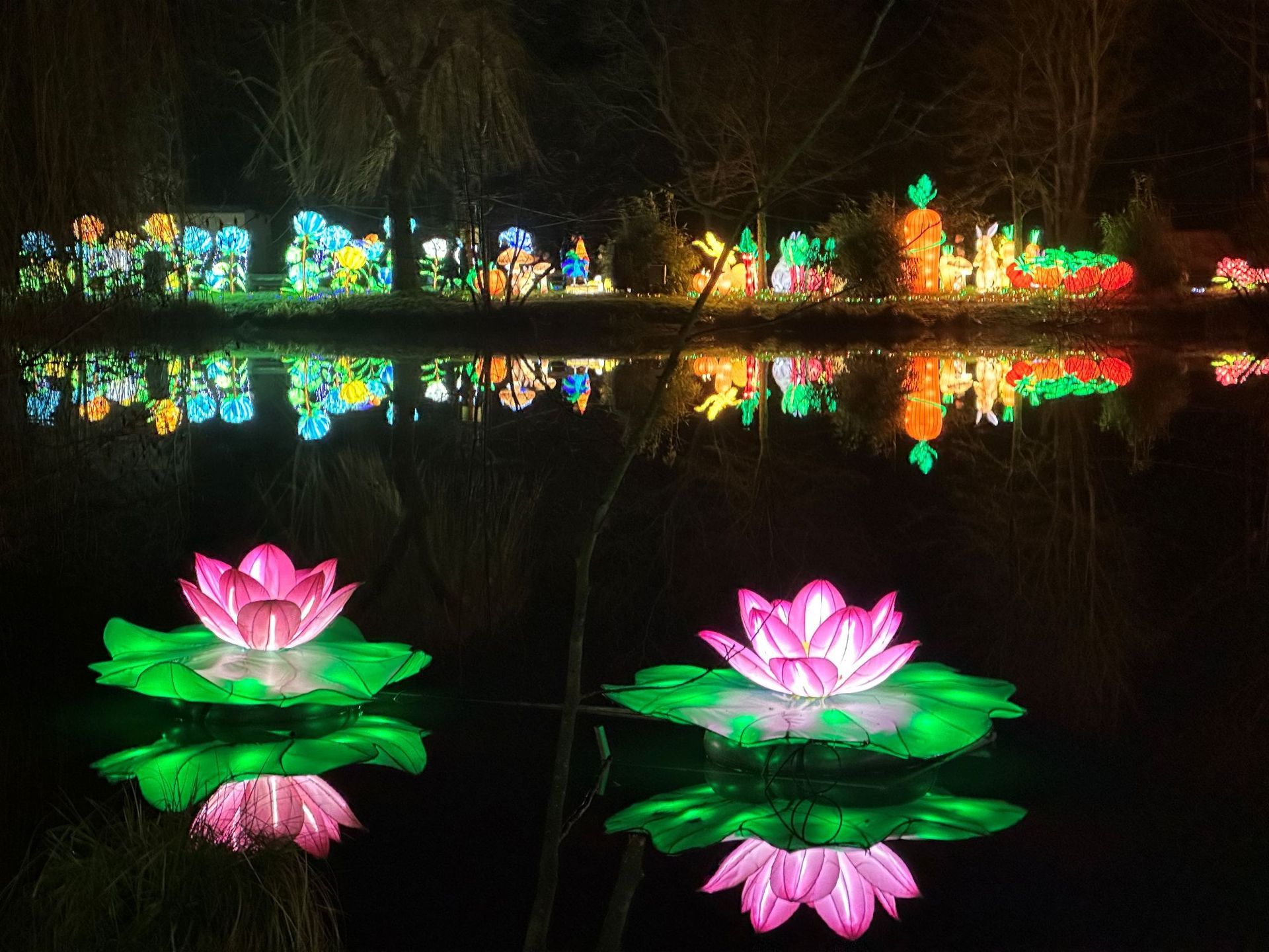 Zwei beleuchtete Lotusblumen auf einem dunklen See, im Hintergrund spiegeln sich bunte Lichtinstallationen im Wasser.
