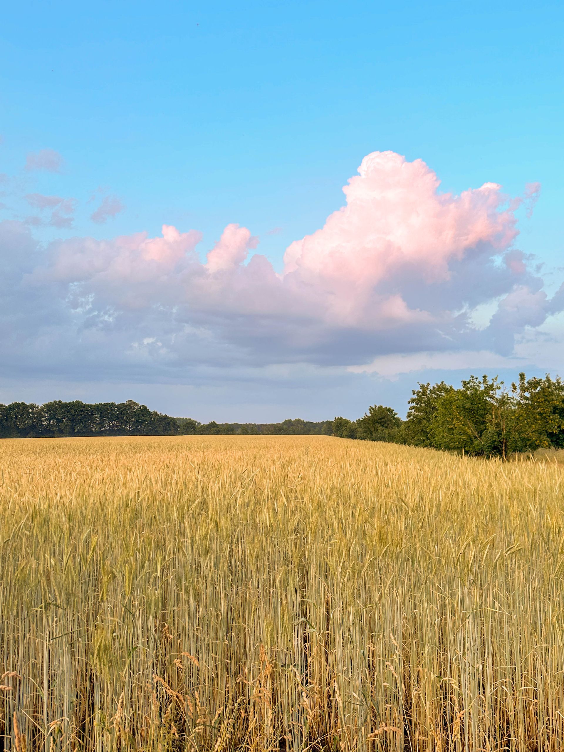 Unter einem blauen Himmel mit einer großen Wolke erstreckt sich ein goldenes Maisfeld bis zu einer Baumgrenze.