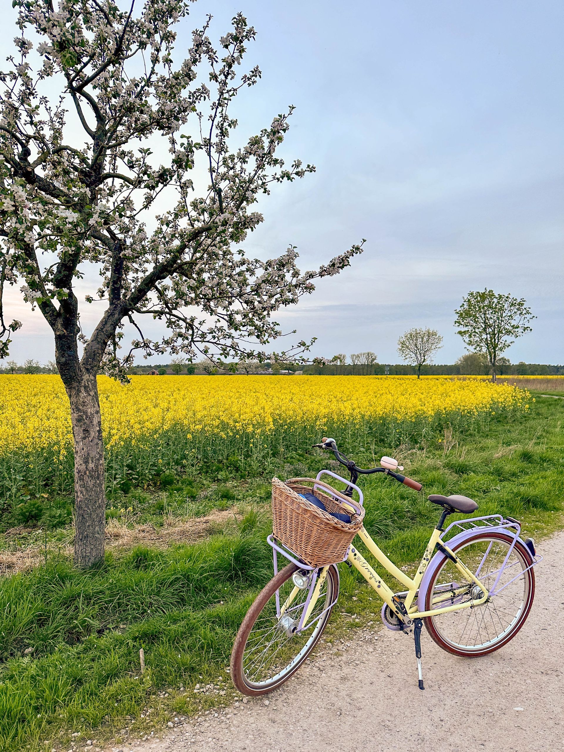 Ein gelbes Fahrrad mit Korb steht auf einem Schotterweg neben einem leuchtend gelben Feld und einem blühenden Baum.
