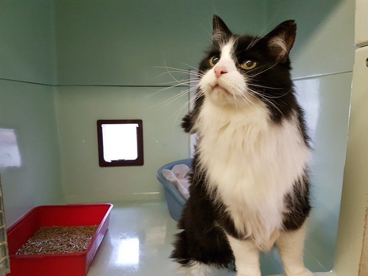cat with black and white fur
