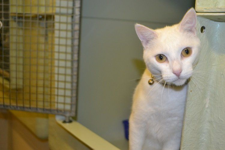 a pure white cat with a bell leash