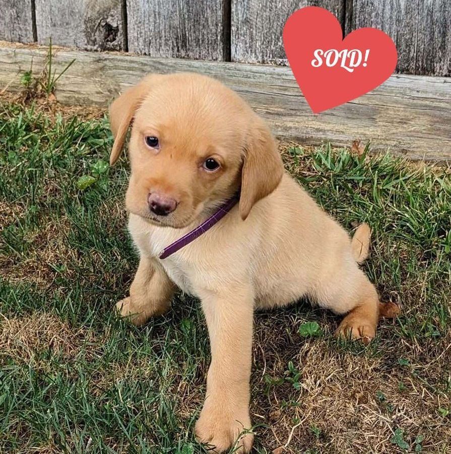 Labrador Puppy | For Sale