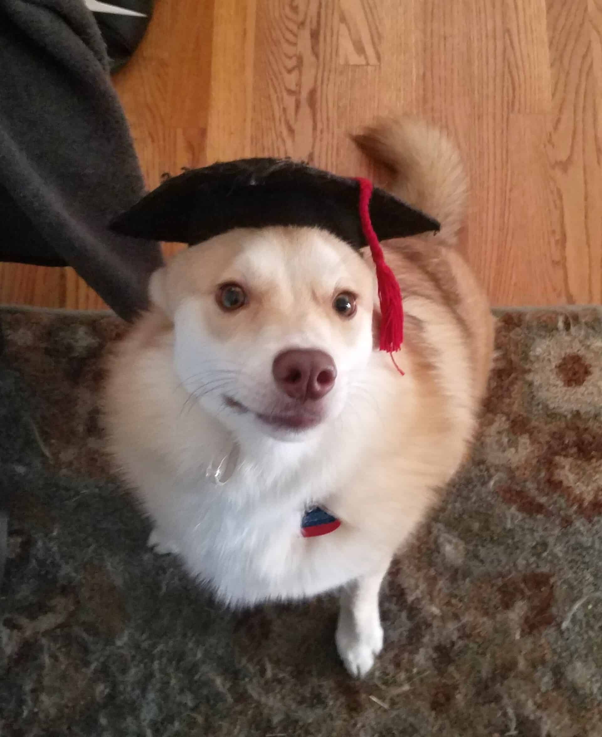 Dog Wearing Graduation Cap — Saint Charles, MO — Positive Paws Pet Training Inc.