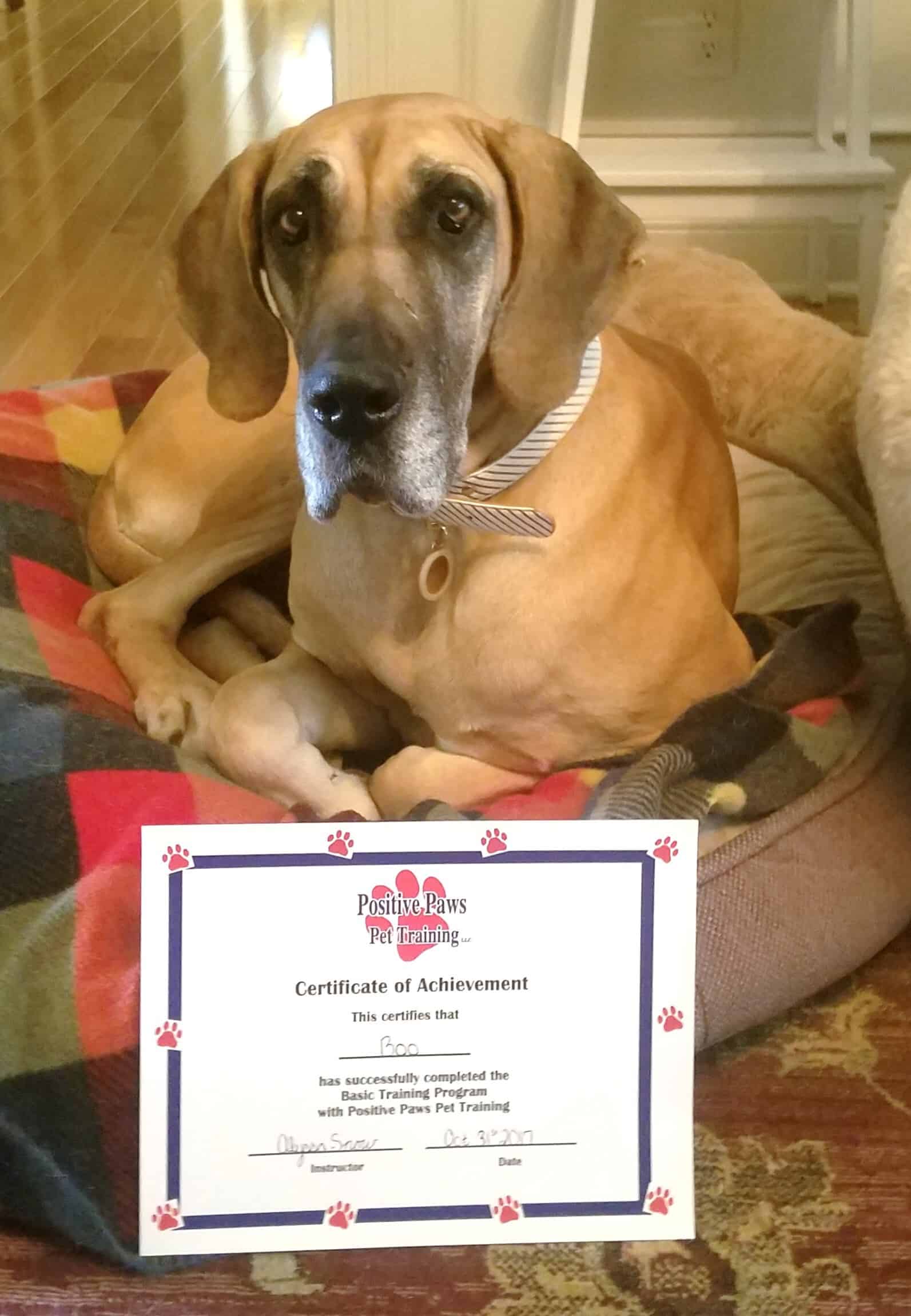 Boo — Saint Charles, MO — Positive Paws Pet Training Inc.