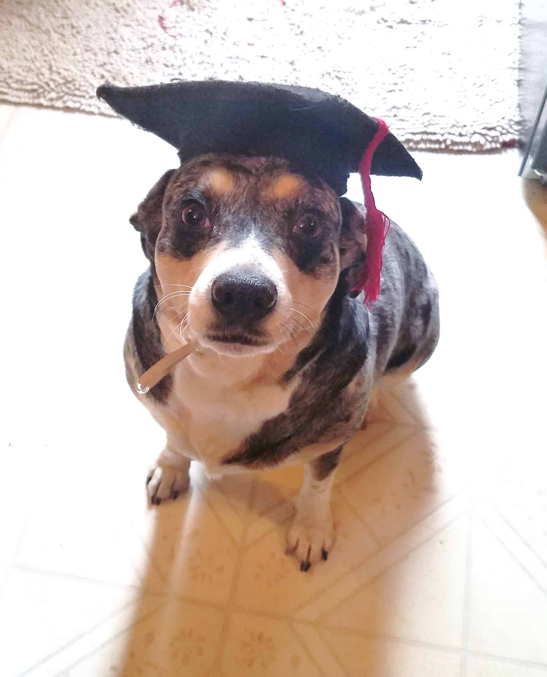 Well Behave Charming Dog — Saint Charles, MO — Positive Paws Pet Training Inc.