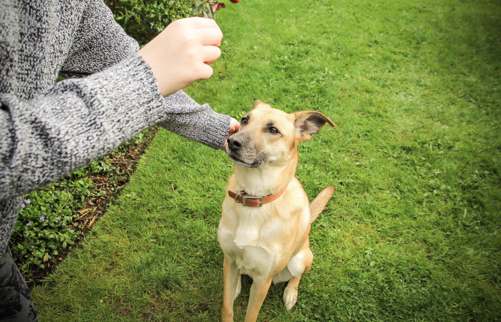 Newly Grad Dog — Saint Charles, MO — Positive Paws Pet Training Inc.