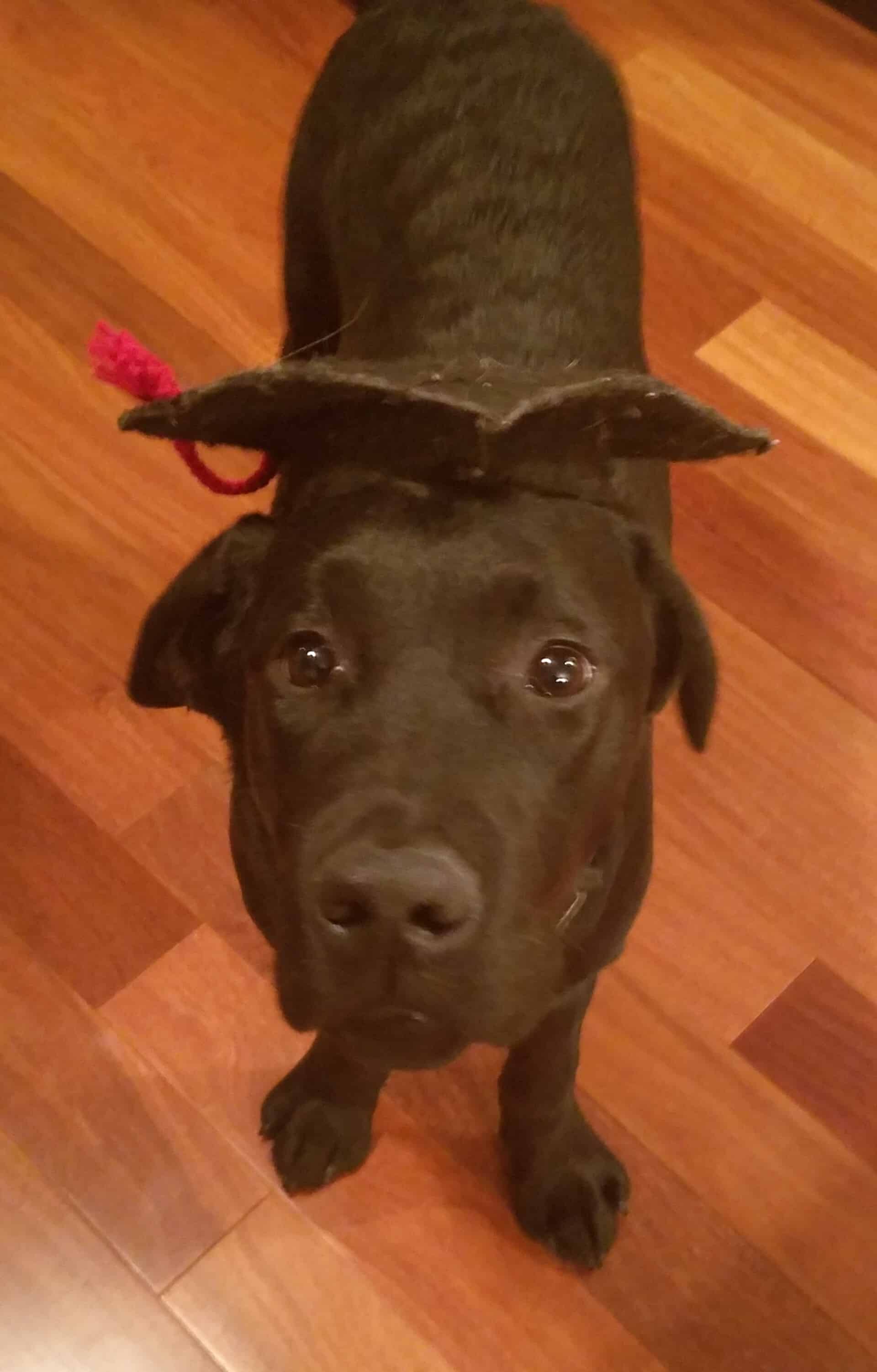 Charming Dog Wearing Graduation Cap — Saint Charles, MO — Positive Paws Pet Training Inc.