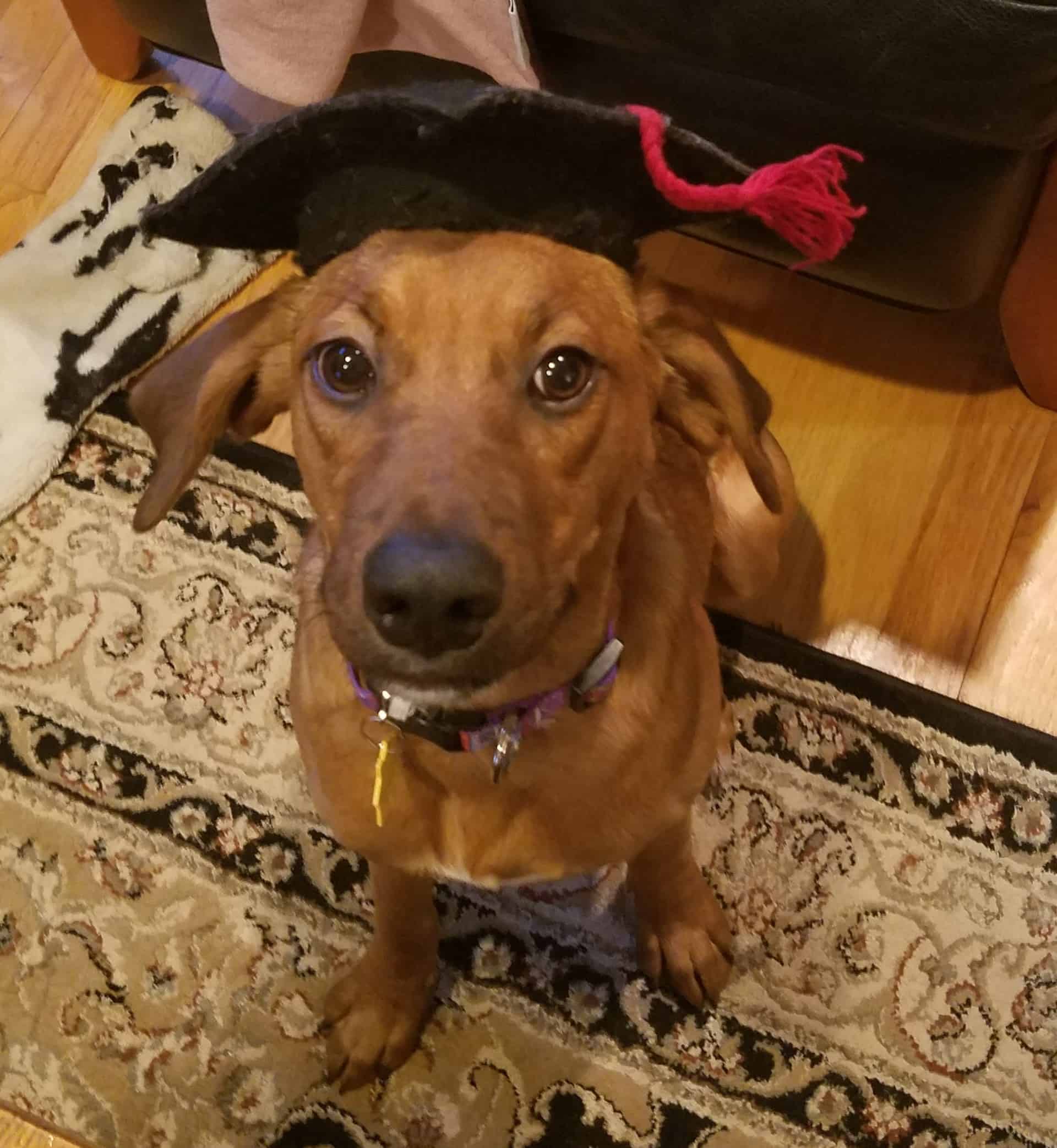 Charming Dog — Saint Charles, MO — Positive Paws Pet Training Inc.