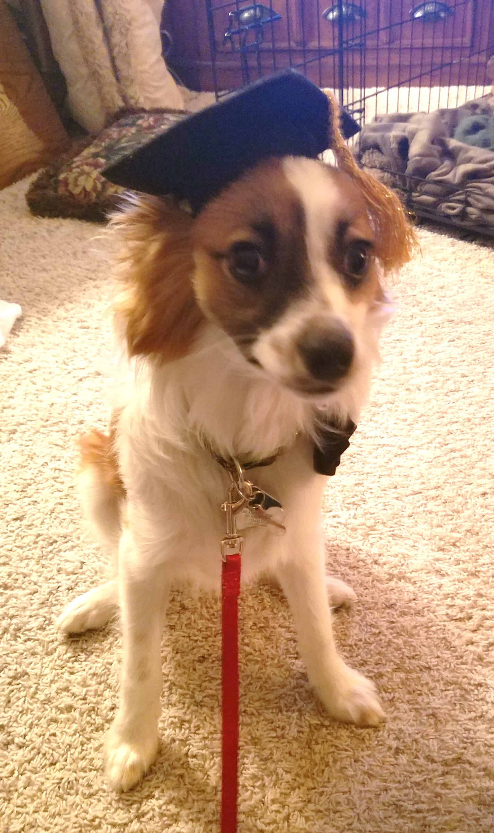 Cute Dog Wearing Graduation Cap — Saint Charles, MO — Positive Paws Pet Training Inc.