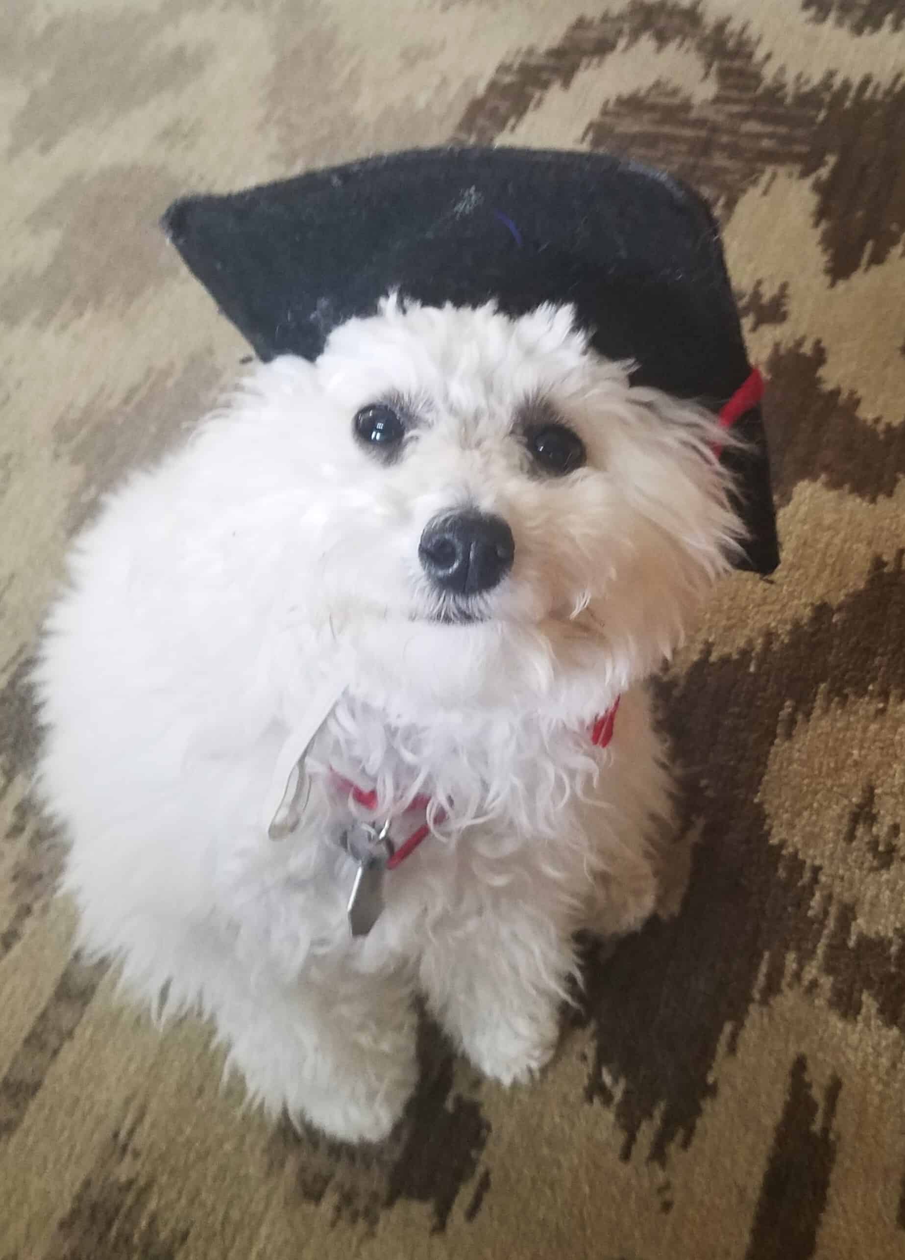 Adorable Dog — Saint Charles, MO — Positive Paws Pet Training Inc.