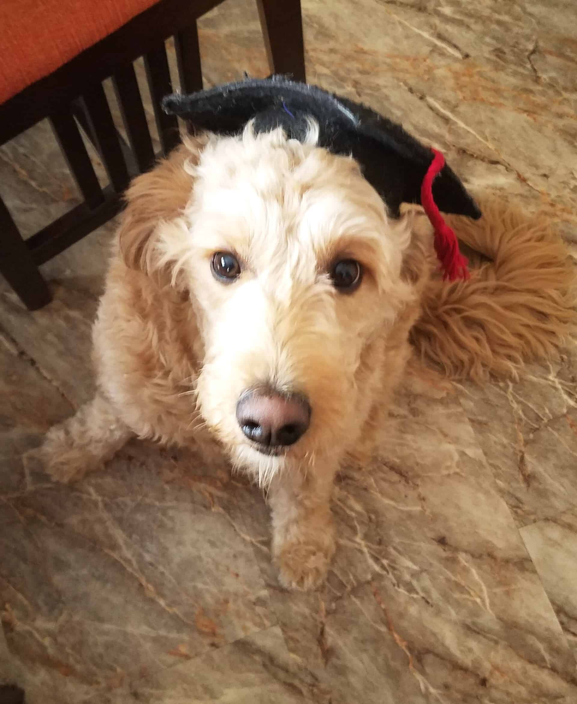 Well Behave Cute Dog — Saint Charles, MO — Positive Paws Pet Training Inc.