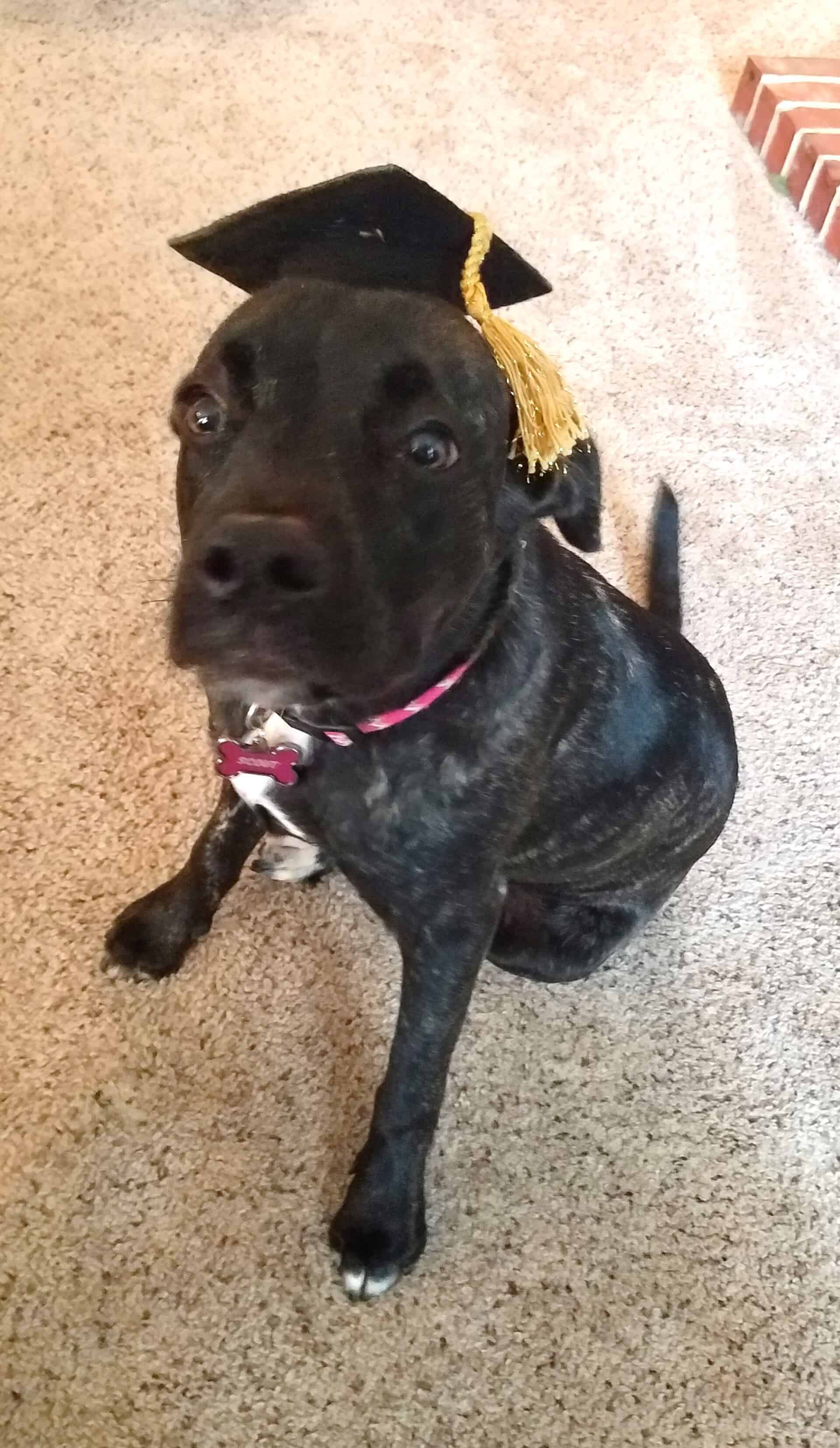 Adorable Dog Wearing Graduation Cap — Saint Charles, MO — Positive Paws Pet Training Inc.