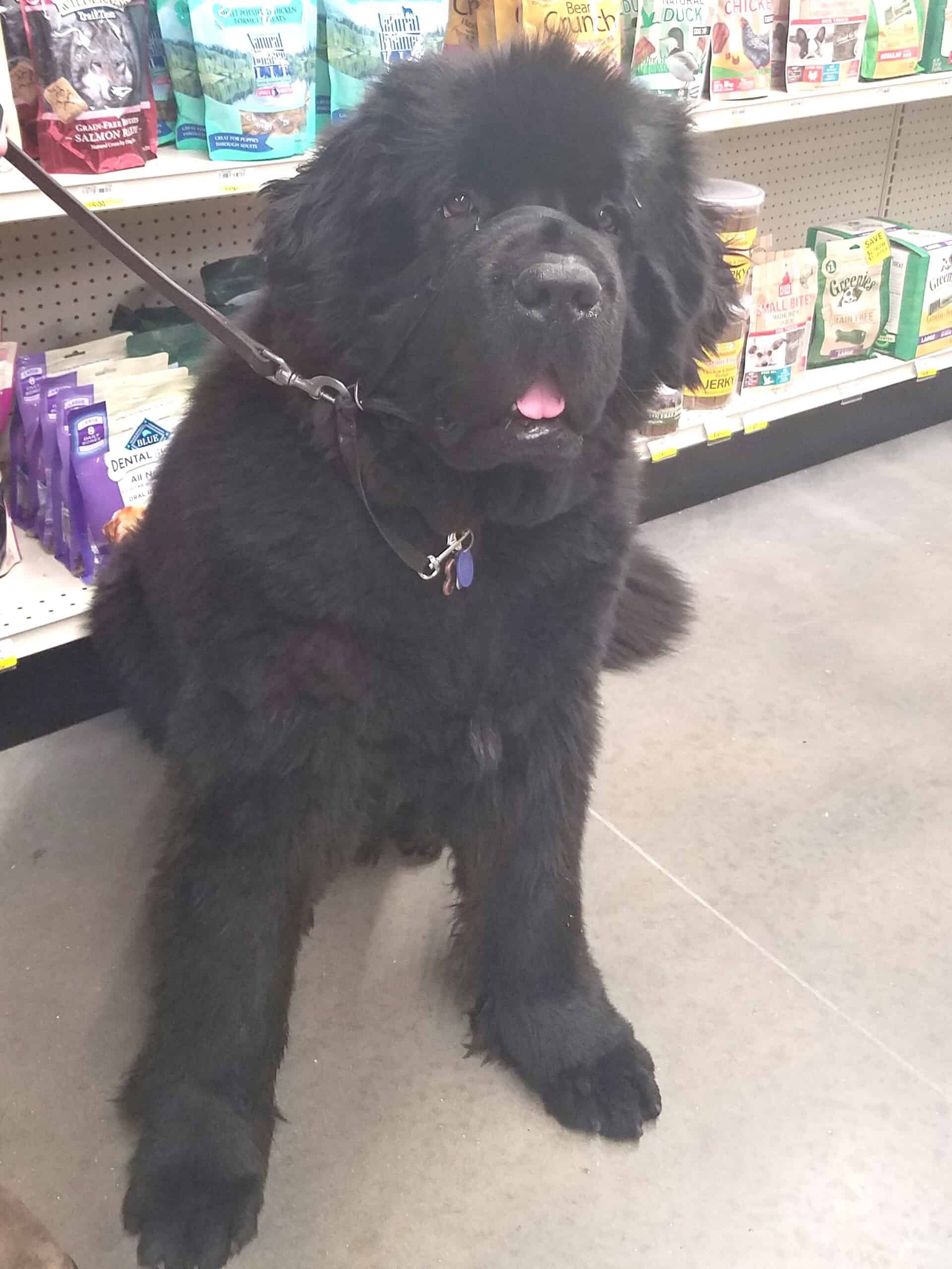 Big Cute Dog — Saint Charles, MO — Positive Paws Pet Training Inc.