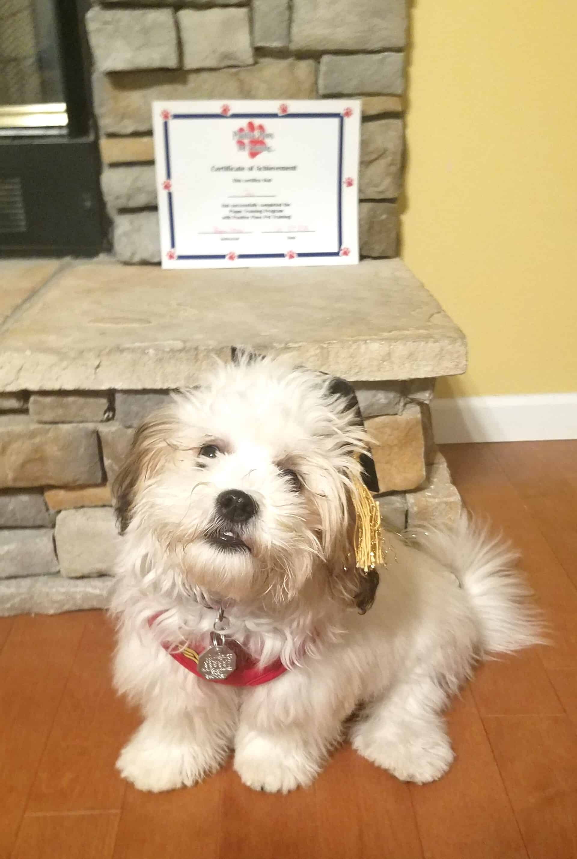 Cute Small Dog — Saint Charles, MO — Positive Paws Pet Training Inc.