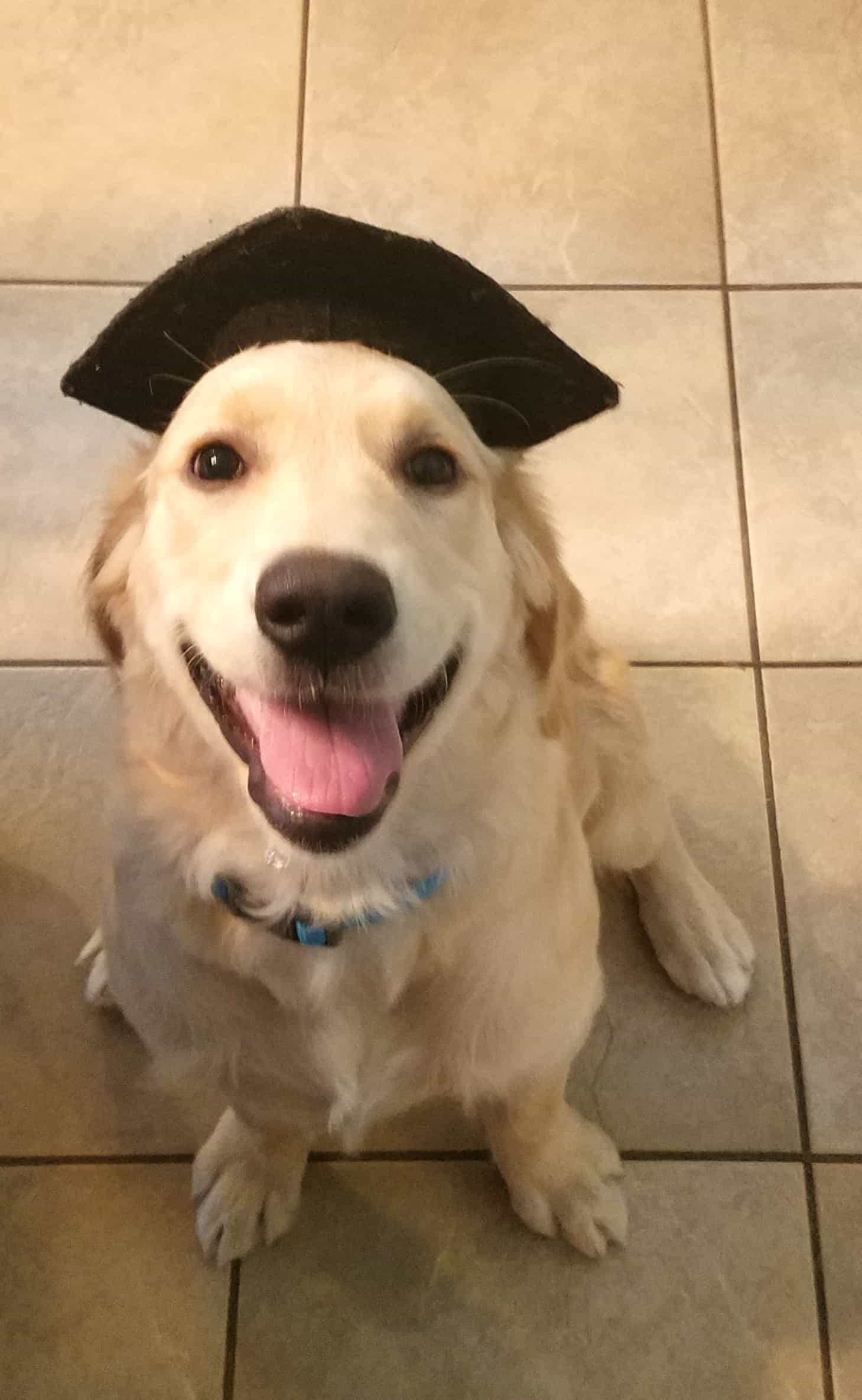 Happy Dog — Saint Charles, MO — Positive Paws Pet Training Inc.