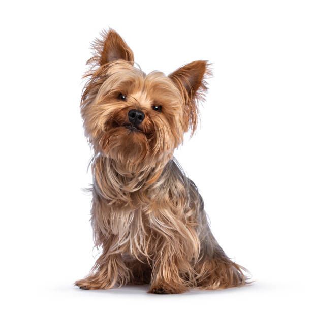A small yorkshire terrier is sitting on a white background and looking at the camera.