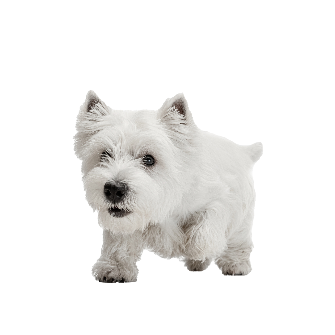 A small white dog is standing on a white background and looking at the camera.