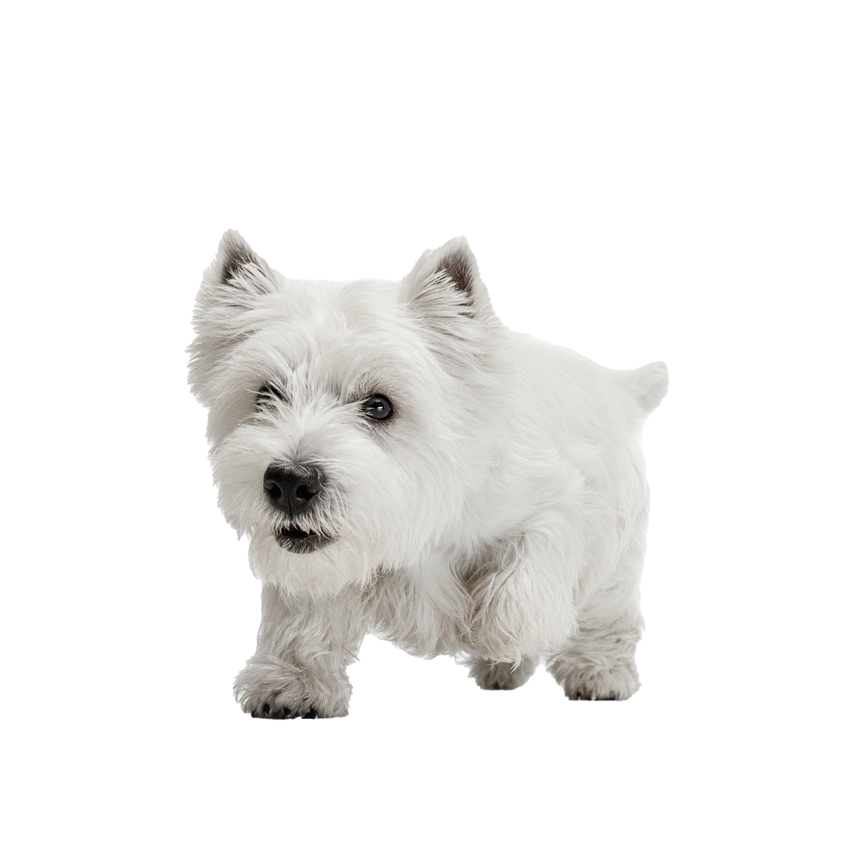 A small white dog is standing on a white background and looking at the camera.