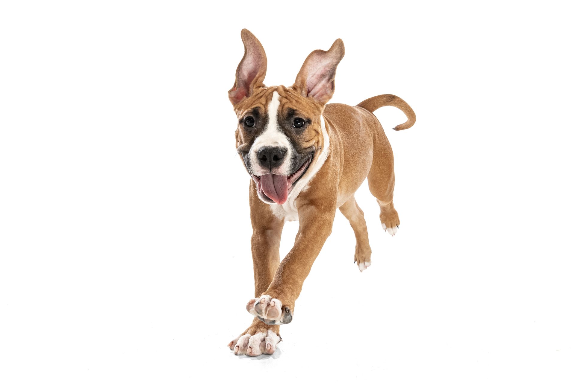 A brown and white dog is running on a white background.