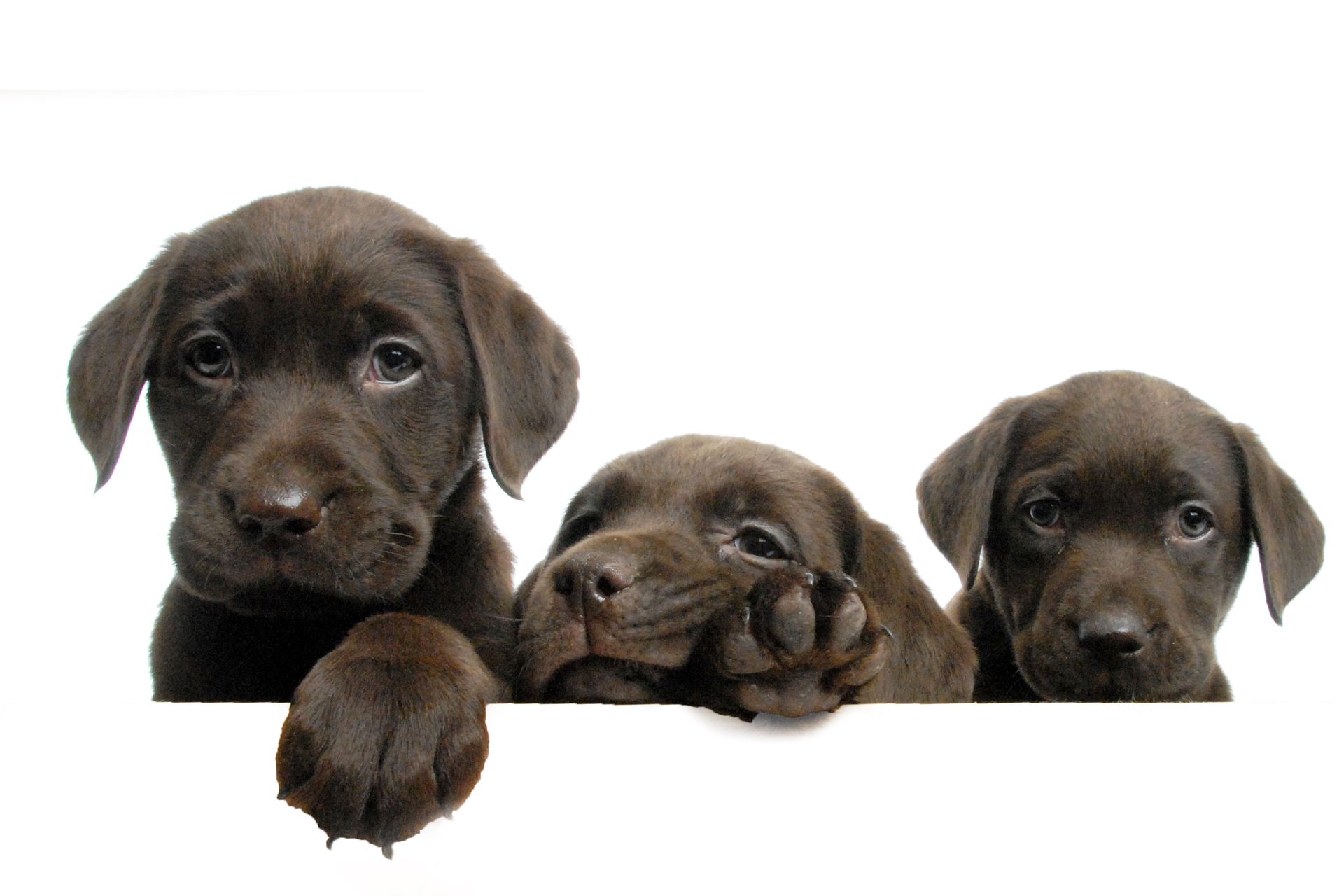 Three brown puppies peeking over a white sign