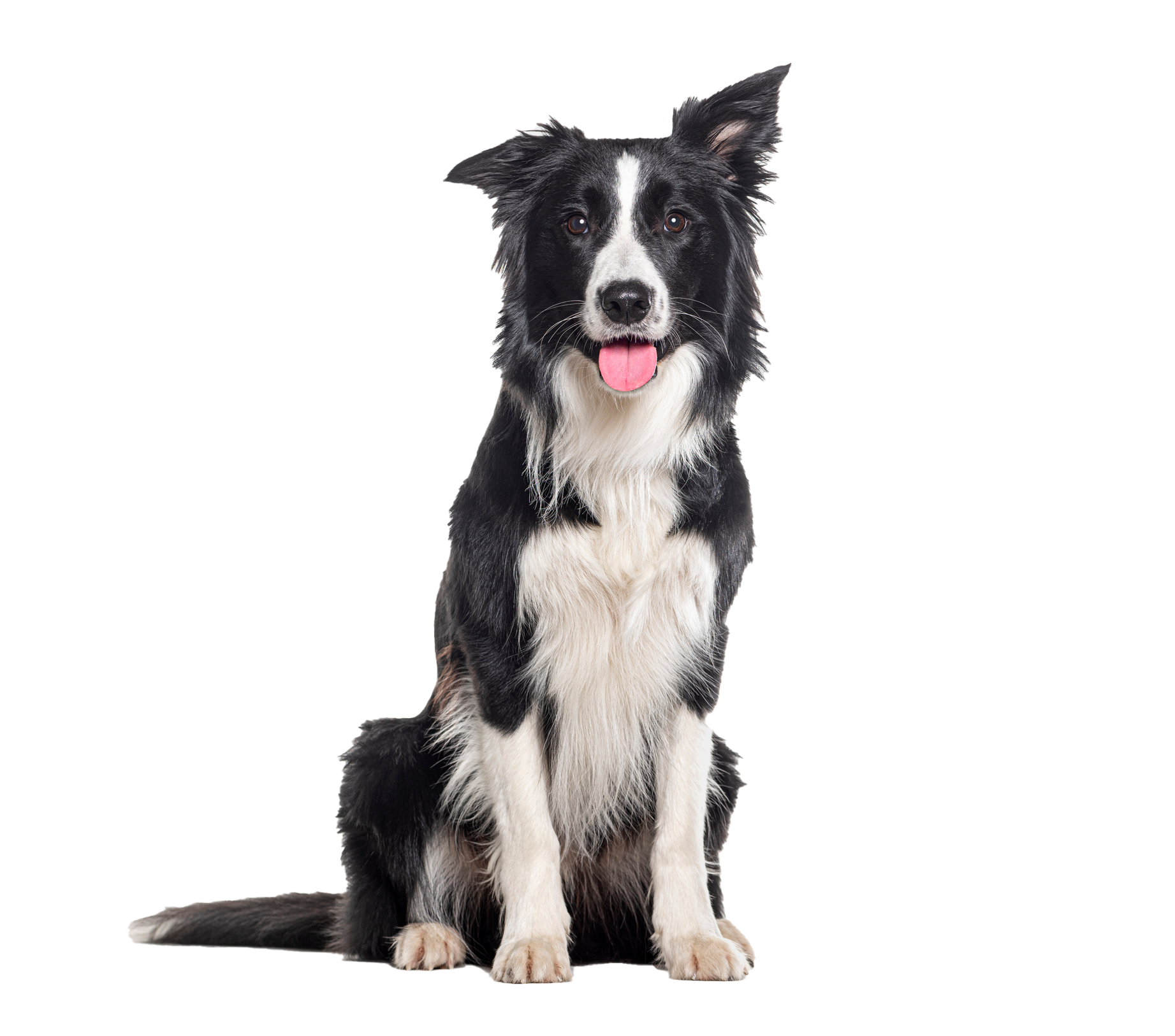 A black and white border collie dog is sitting in front of a white background.